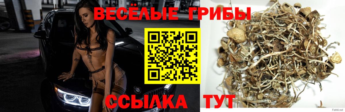 что такое наркотик  Вход с VPN  Псилоцибиновые грибы Psilocybine cubensis  Кропоткин  Псилоцибиновые грибы прущие грибы 